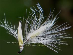  A pair of spikelets